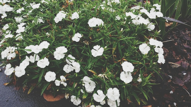 Foto prossimo piano di fiori bianchi