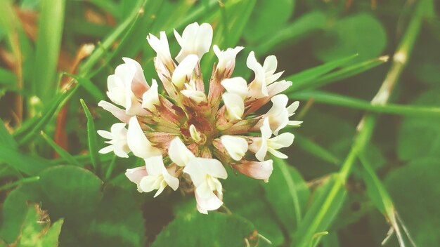 Photo close-up of white flowers