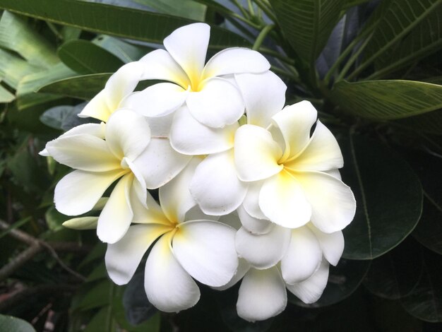 Close-up of white flowers