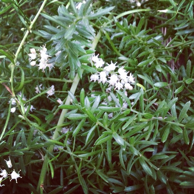 Close-up of white flowers