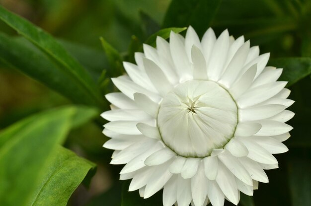 Photo close-up of white flowers