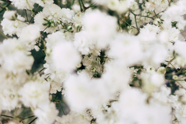 Photo close-up of white flowers