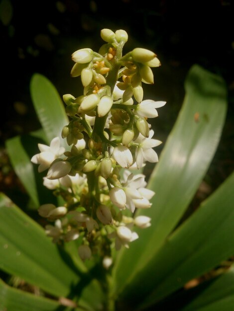 Photo close-up of white flowers