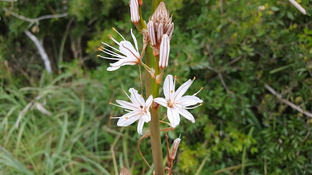 Foto prossimo piano di fiori bianchi