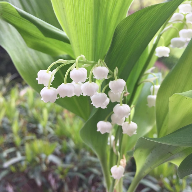 Close-up of white flowers