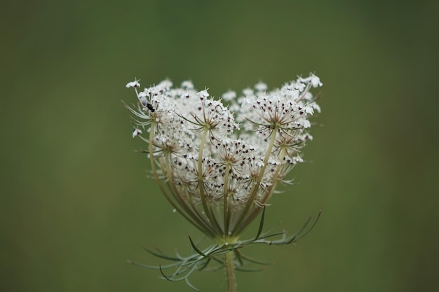 Photo close-up of white flowers