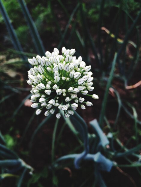 Foto prossimo piano di fiori bianchi