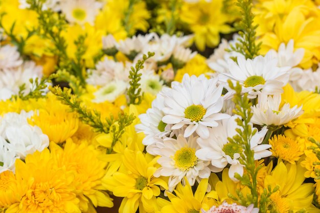 Close-up of white flowers