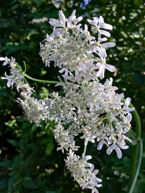 Foto prossimo piano di fiori bianchi