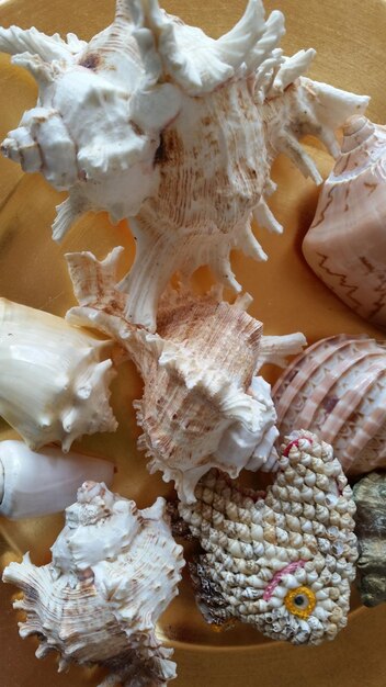 Close-up of white food on table