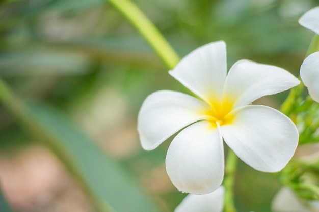 外でいている白いフランギパニの花のクローズアップ