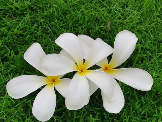 Close-up of white frangipani flower on field
