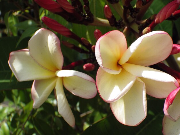 Foto prossimo piano dei fiori bianchi del frangipani