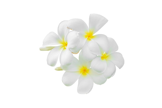 白いフランギパニの花のクローズアップ