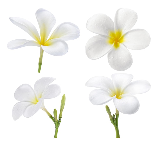 Photo close-up of white frangipani flowers