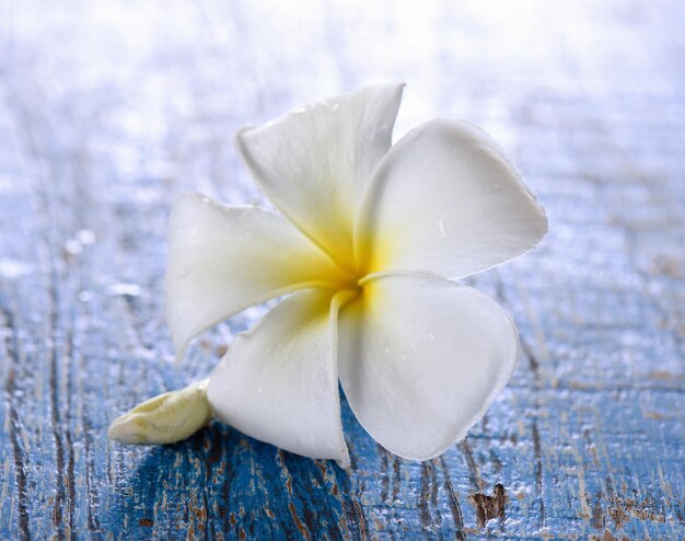 Photo close-up of white frangipani on wood