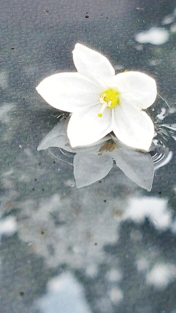 Close-up of white frangipani