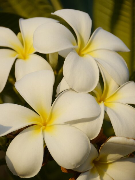 Photo close-up of white frangipanis blooming outdoors