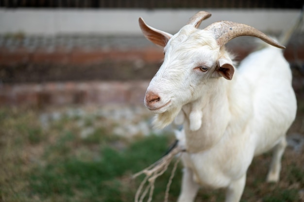 Close up to the white goat's head on the grass field