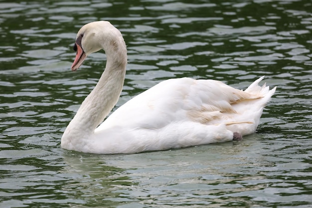 Close up White goose in river