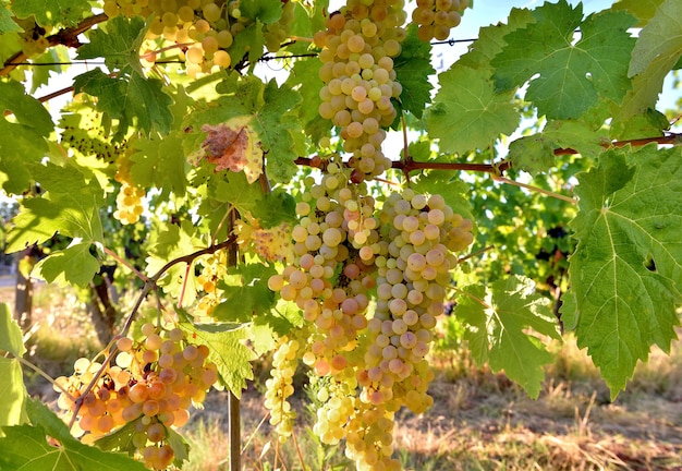 Close up on white grape on leaf growing in vineyard