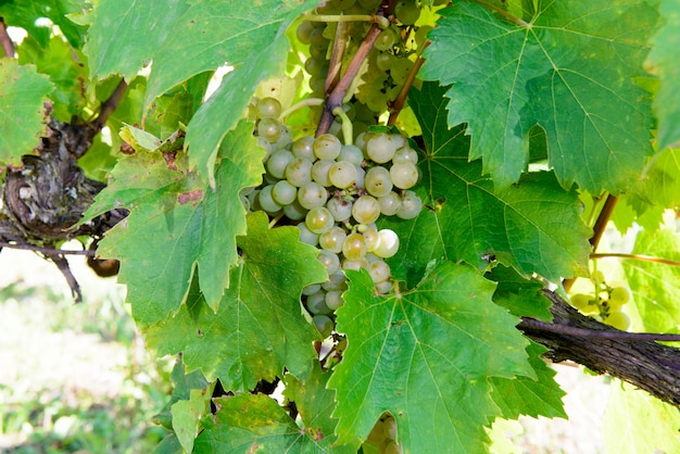 Close up of white grapes in vineyard