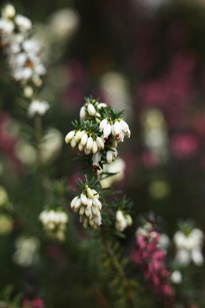 Photo close up of a white heath flowers in the spring garden