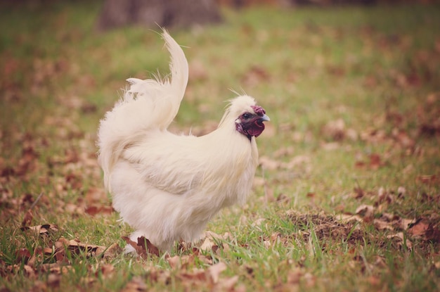 Close-up of white hen walking on grass