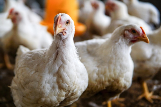 Photo close-up of white hens on field