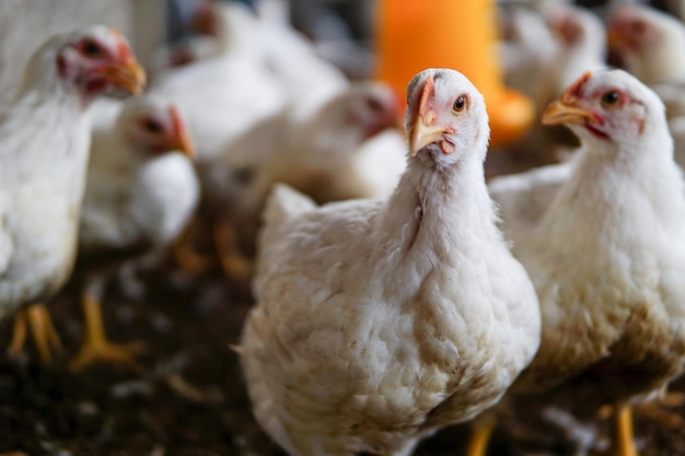 Photo close-up of white hens on field