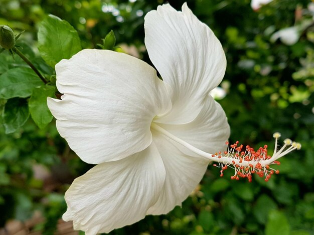 Photo close-up of white hibiscus