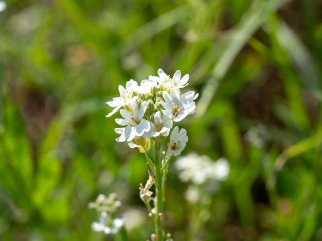 맑은 날에 흰색 Hoary Alyssum 꽃의 클로즈업. 흐린 배경, 선택적 초점