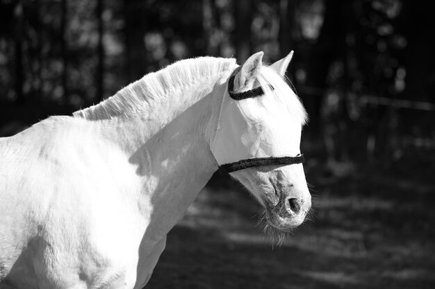 Close-up del cavallo bianco sul campo