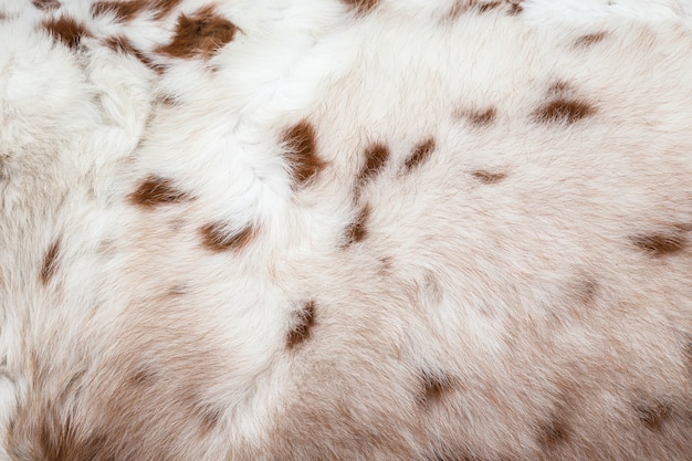 Close up white horse fur texture for background