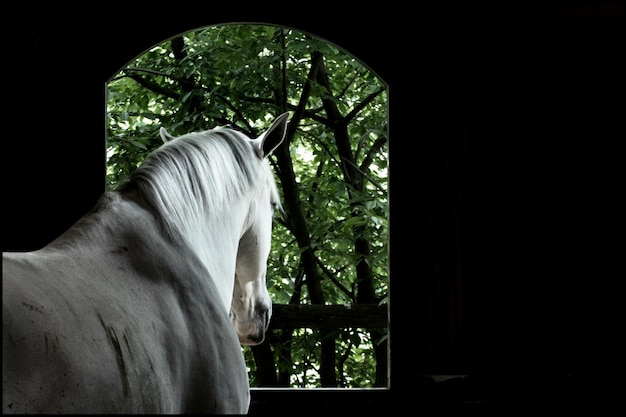 Foto close-up di un cavallo bianco che guarda attraverso la finestra