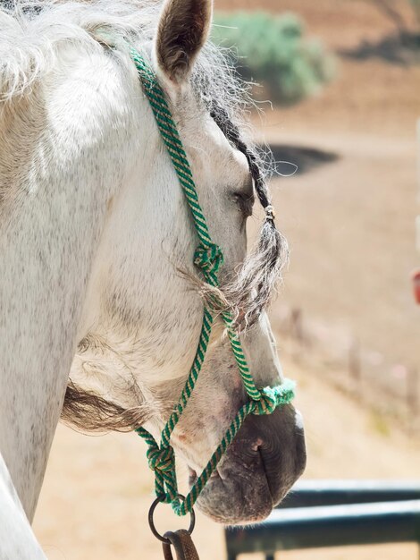 Foto prossimo piano del cavallo bianco