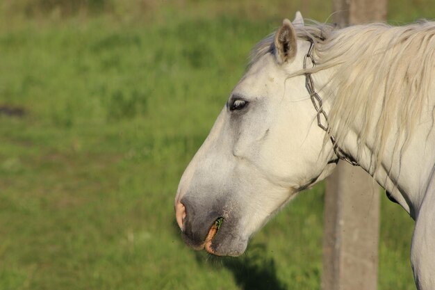 Photo close-up of white horse