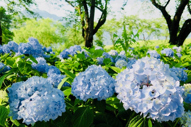 Photo close-up of white hydrangea flowers