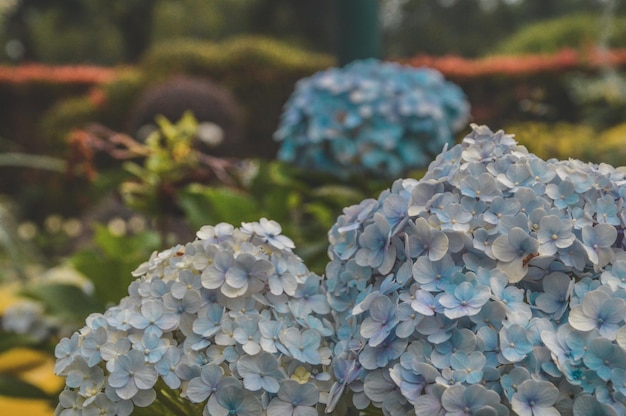 Photo close-up of white hydrangea