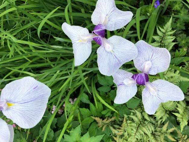 Close-up of white iris flower on field