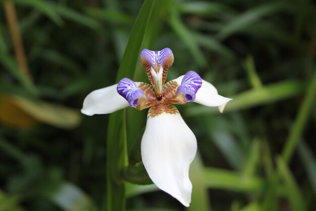 Close-up of white iris flower