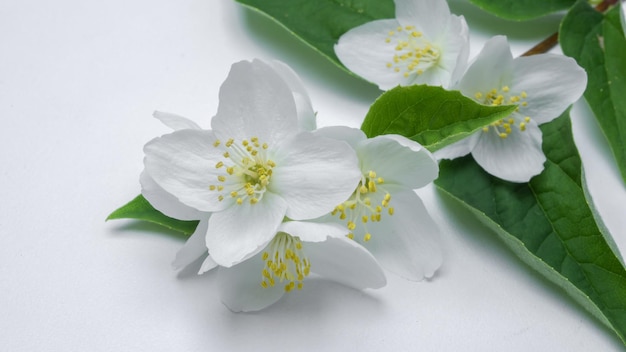 close up white jasmine flower