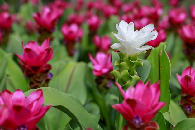 Close up white Krachiew flowers in pink flower background at nature 