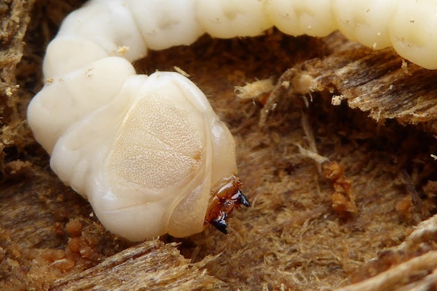 Foto prossimo piano di larva bianca sul legno