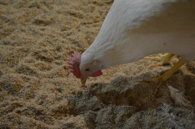 Photo close-up of a white laying hen eating bait on the ground