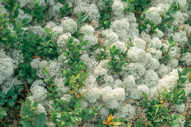 Close-up of white lichen and blueberry bushes. Macro of forest northern plant.