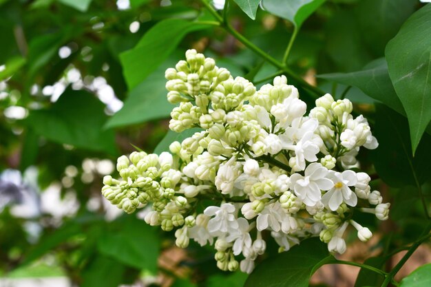 A close up of a white lilac flower with buds isolated on bush with green leaves