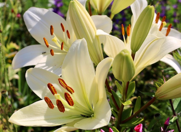 Photo close-up of white lilies in sunlight