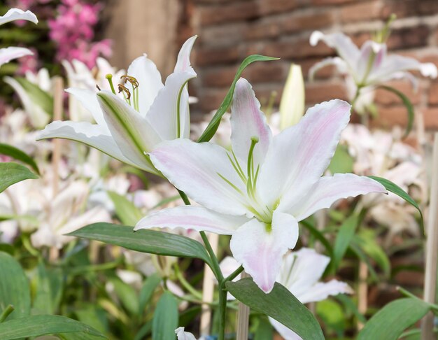 Close up of white lily flower