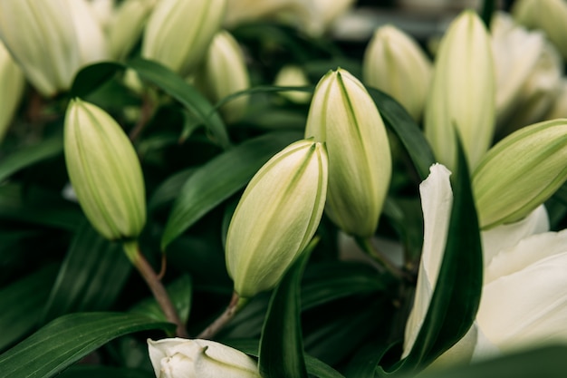 Close-up of white lily flower